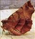 1917 (70.237) Early Thorn